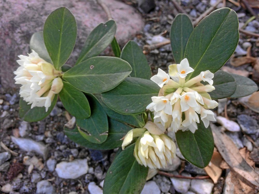 Balkantibast, 'Daphne blagayana', har vita, mycket väldoftande blommor.