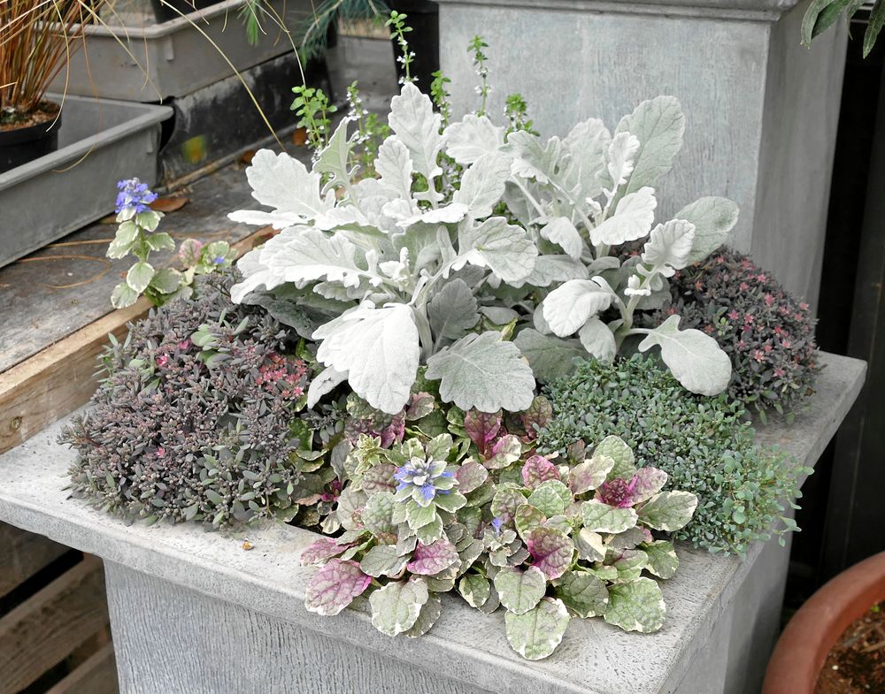 Frostiga färger med silverek.