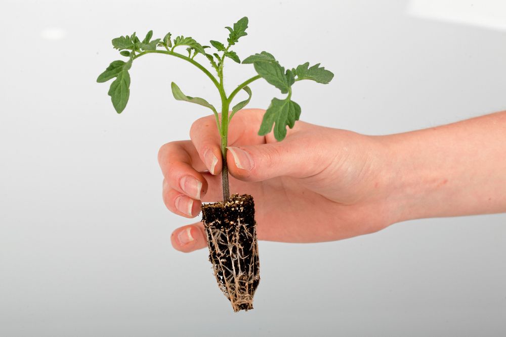 Hög tid för ny kruka.