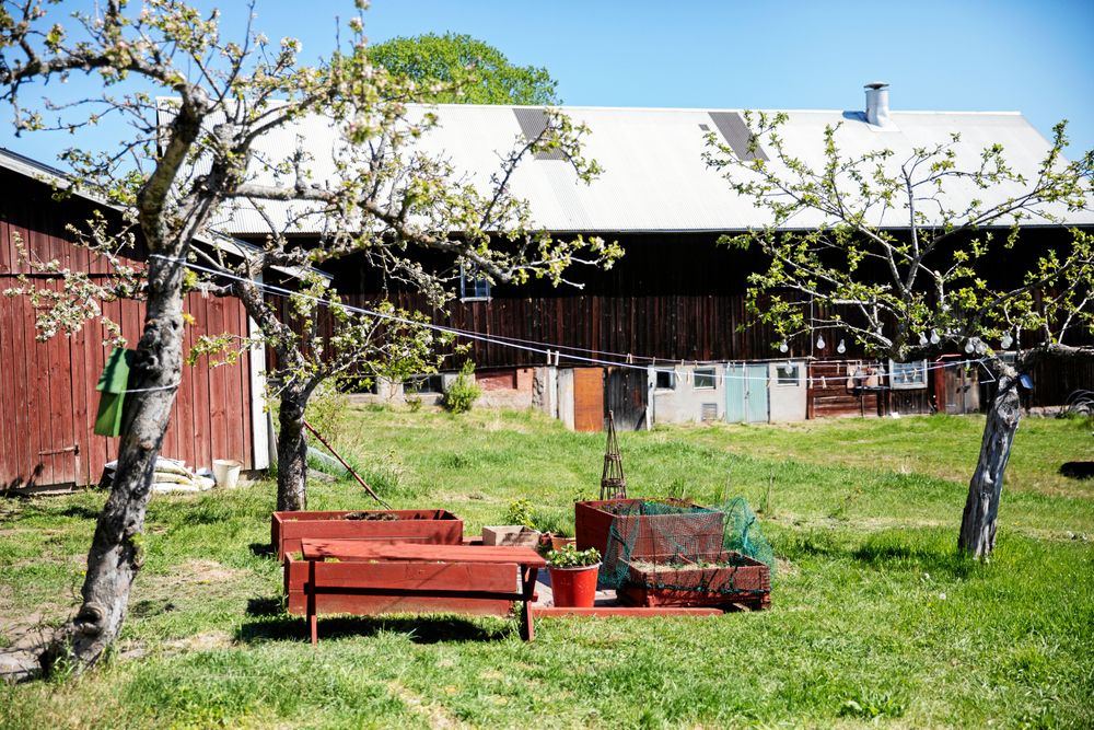 Nytt tak på den gamla ladan som byggdes vid generationsskiftet i början av 1900-talet.