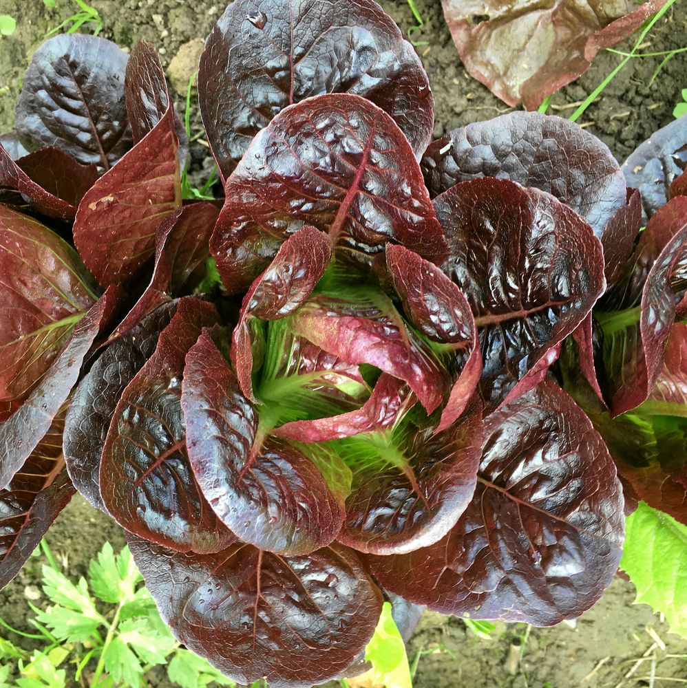 Mörkt violett utanpå och limegrön inuti.