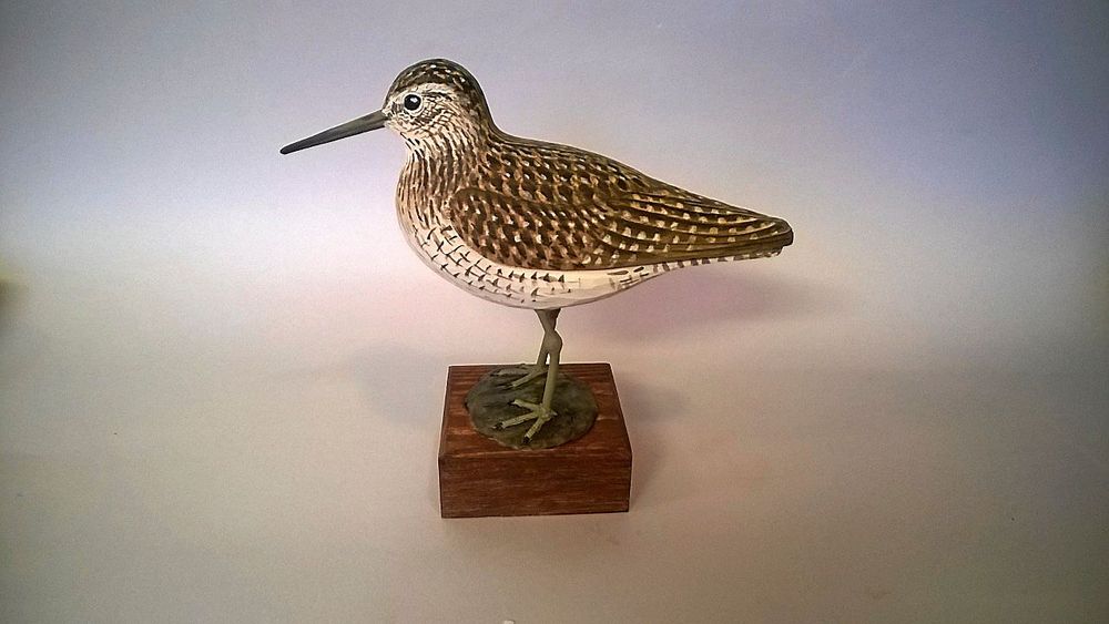 Grönbena, en vadarfågel som flytta till Sverige i maj, ända från södra Afrika, södra Asien och även Australien.