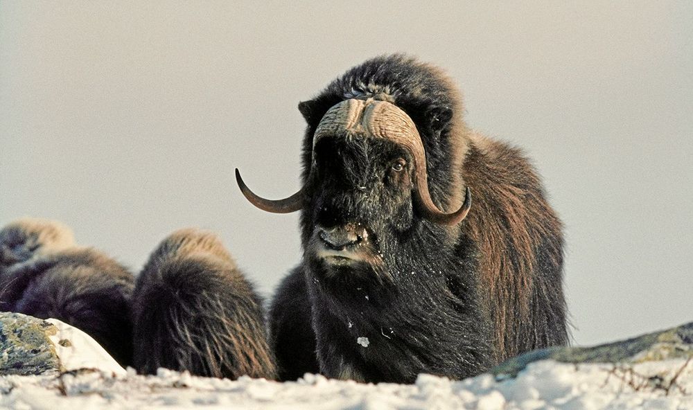 Myskoxarna tål temperaturer ner till 50 minusgrader. Deras långa täckhår hänger ända ner mot klövarna och underst har de en tät matta av finfibrig bottenull.