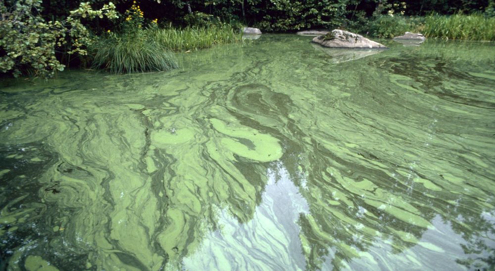 Alger är trådformiga. Foto: IBL