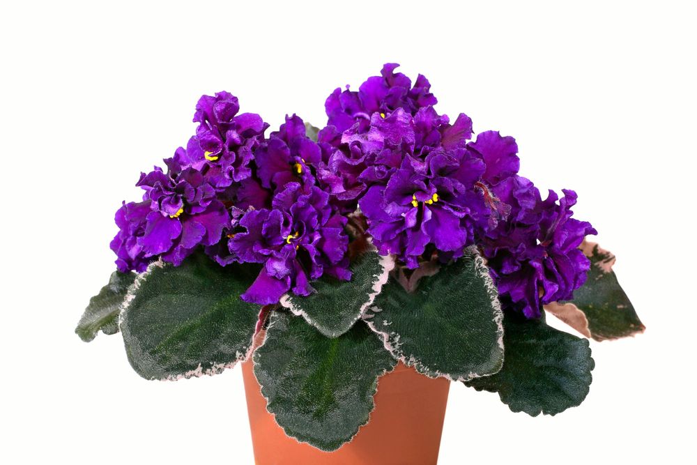 Saintpaulian är en riktig samlarväxt massor av snygga varianter att snöa in på.