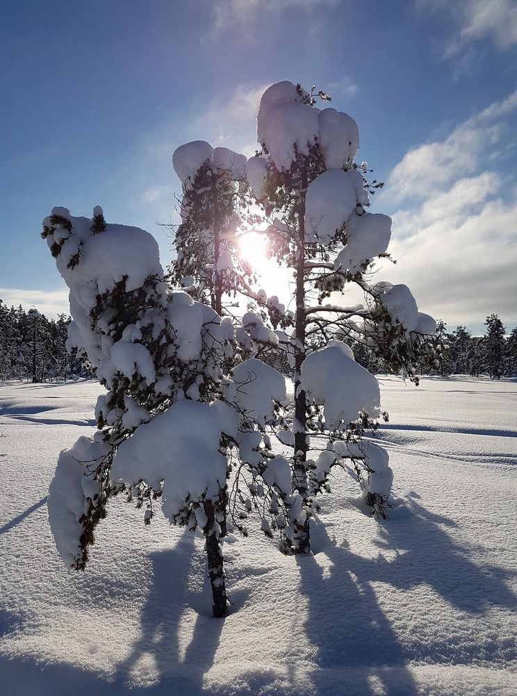 Bilden är tagen 4 februari i Malung, Dalarna.