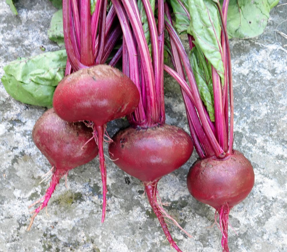 Lat mans rödbeta, ’Alvro Mono’, behöver inte gallras.