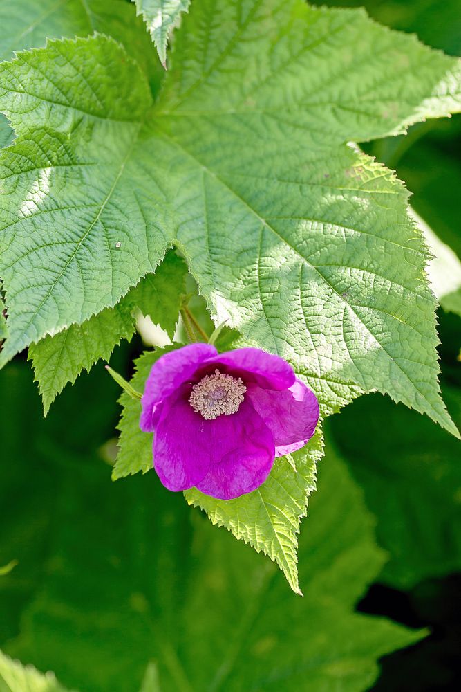 Rosenhallon kan precis som vanliga trädgårdshallon beskäras när bladen fallit.