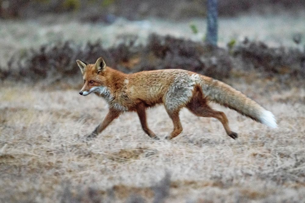 I det sena kvällsljuset dyker en rödräv upp och letar mat kring åteln. Den är mycket försiktig, kanske känner den att det finns en björn i närheten.