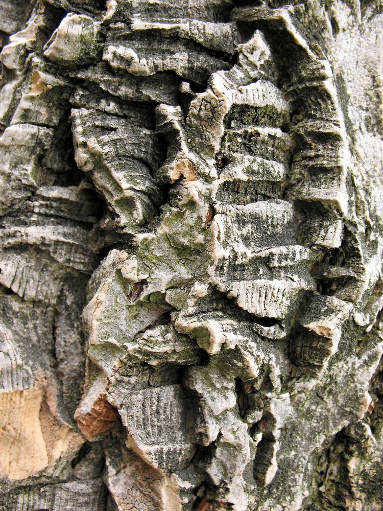 Sibiriskt korkträd är som gjort för att klappa, Fårat och vackert.