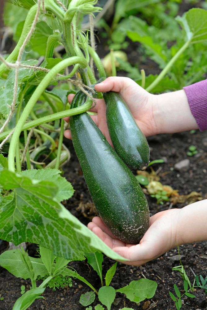 Squashen 'Ola Escaladora' håller frukterna högt.