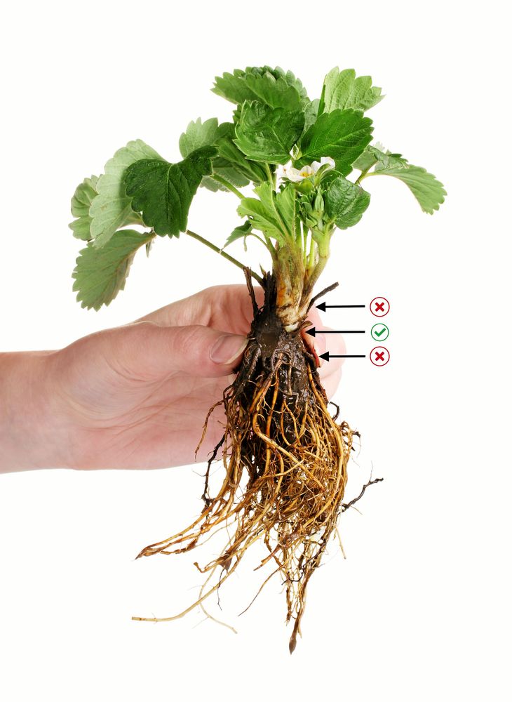 Så här ska jordgubbsplantan placeras, med jordytan alldeles där kronan börjar.