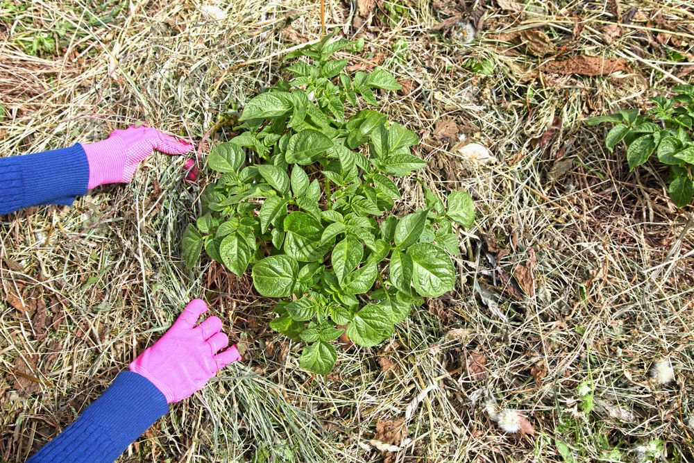 Potatis utan plog. Knölarna växer direkt på gräset undet täckmaterialet.