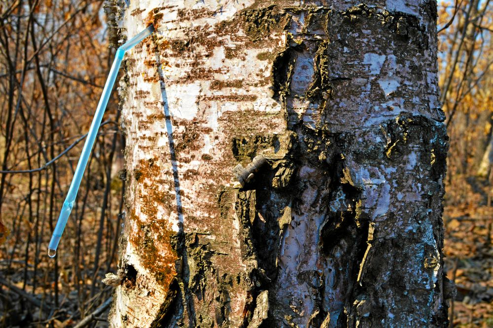 Sugrör leder saven.