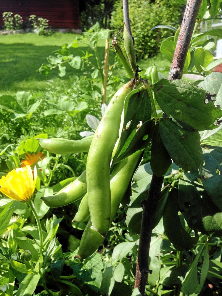 Bondböna ’Hangdown’.