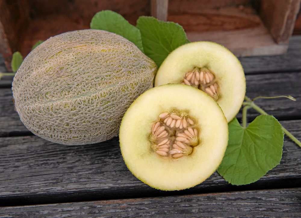 Skäm bort dig med melon. Den här är en cantaloupemelon från 1840-talet.