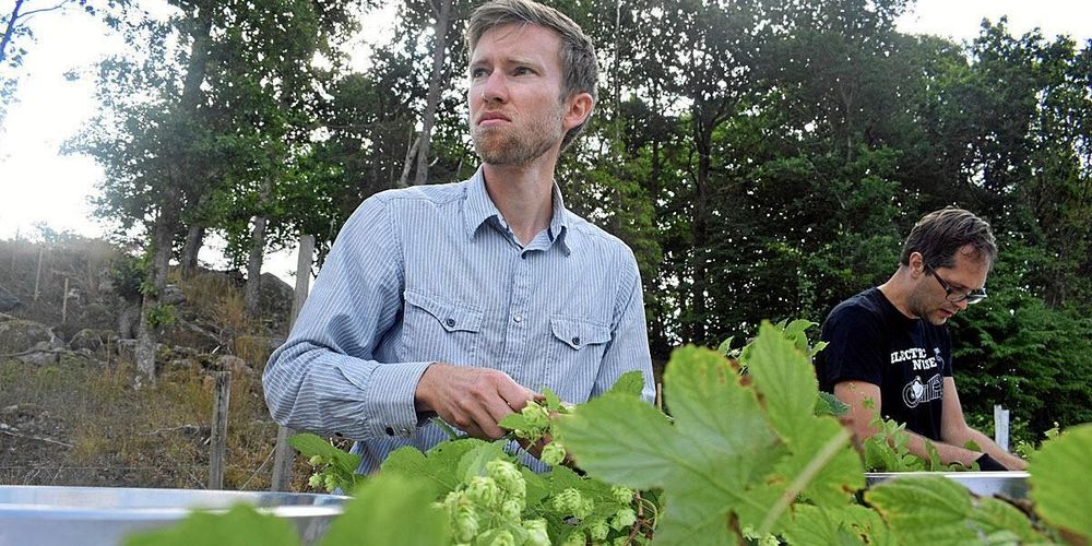 Erik Råberg är imponerad av mängden humle redan under andra årets skörd.