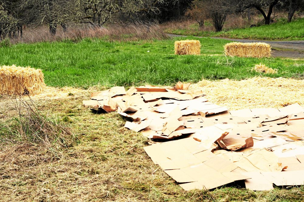 Täck för nya odlingar med kartong och gammalt hö.