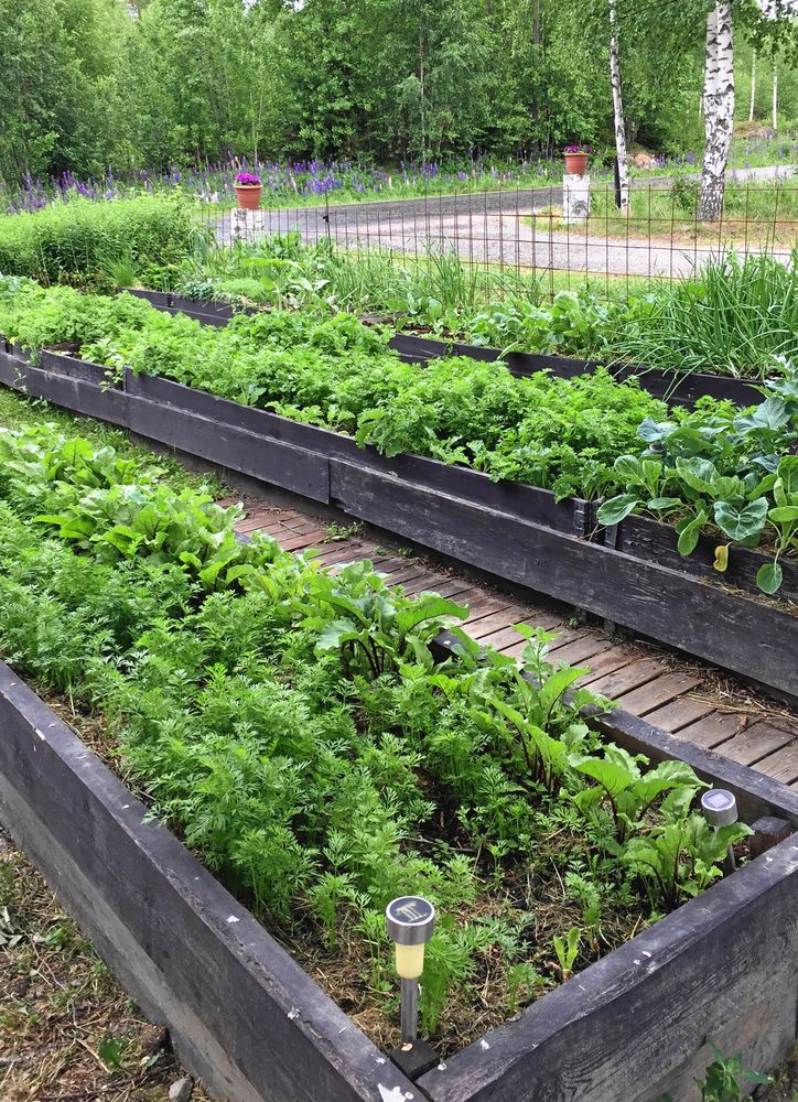 Halva armeringsmattor blir stöd åt häcken.