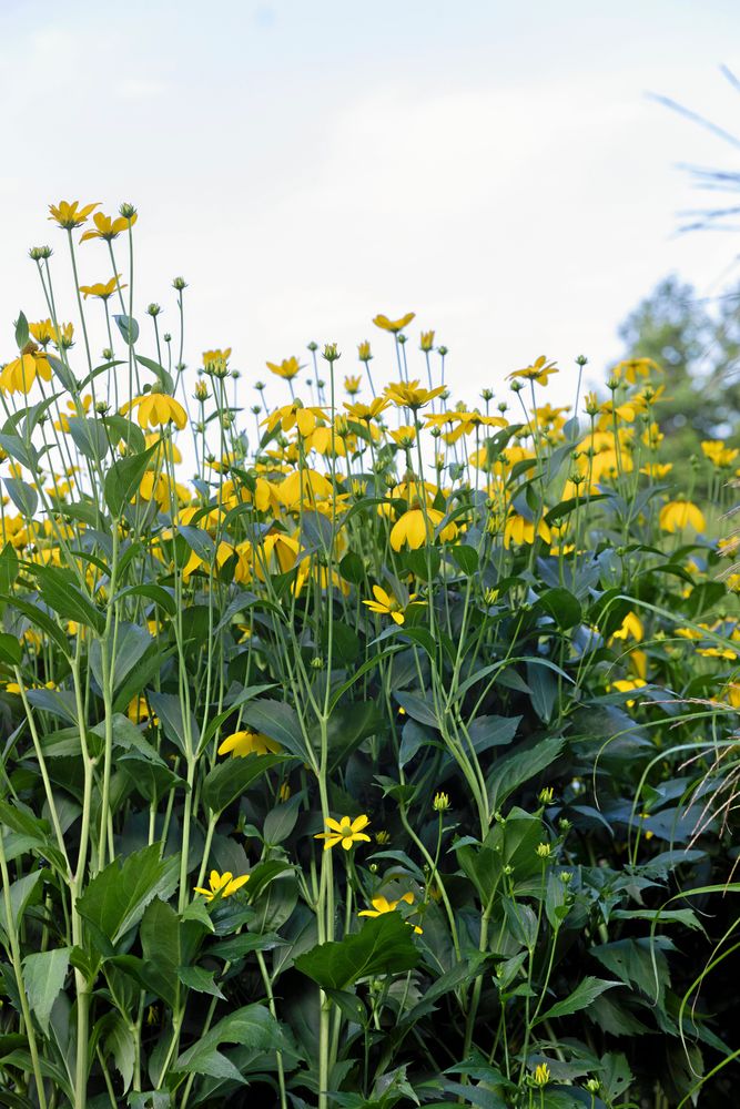 ’Herbstsonne’ är en hybrid av höstrudbeckia och äger dess mäktighet när den blommar två meter över marken.