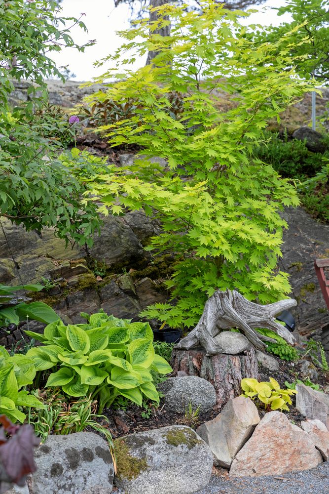 När berget friläggs tar Paula vara på materialet och använder det för att anlägga en rabatt nedanför hällen. Här har hon planterat den japanska gyllenlönnen ’Jordan’, som växer snabbare än ’Aureum’ och ett gäng funkior. Till vänster ett par ’Summer Breeze’ och till höger en liten ’Fire Island’.