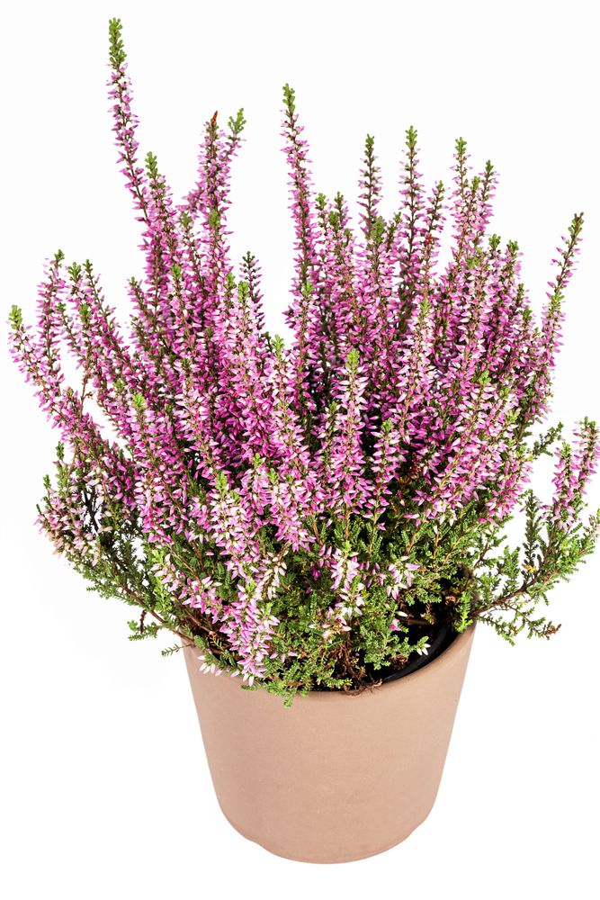 Ljung, Calluna vulgaris, är en klassiker i höstkrukan. Foto: IBL