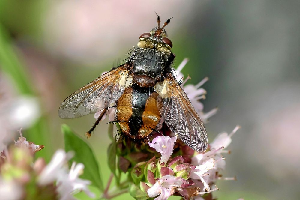 Hos gruppen tvåvingar, dit flugor och myggor hör, har de bakre vingarna ombildats till små svängkolvar. På bilden en parasitfluga, vars larver är parasiter på andra insekter.