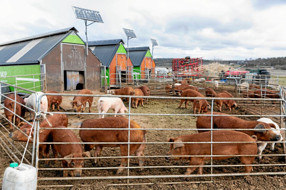 Besökare från staden får på guidade vandringar och se på djur och odlingar. Sommartid får grisarna lämna sin vinterhagar och böka fritt på stora ytor.