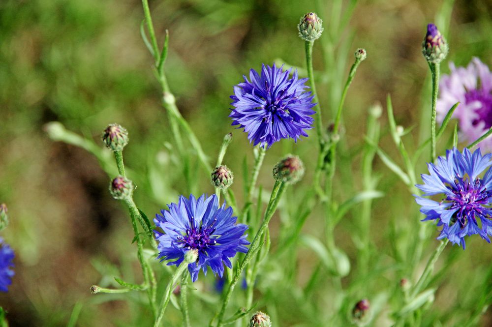 Blåklint ingår i ängsfrömixen.