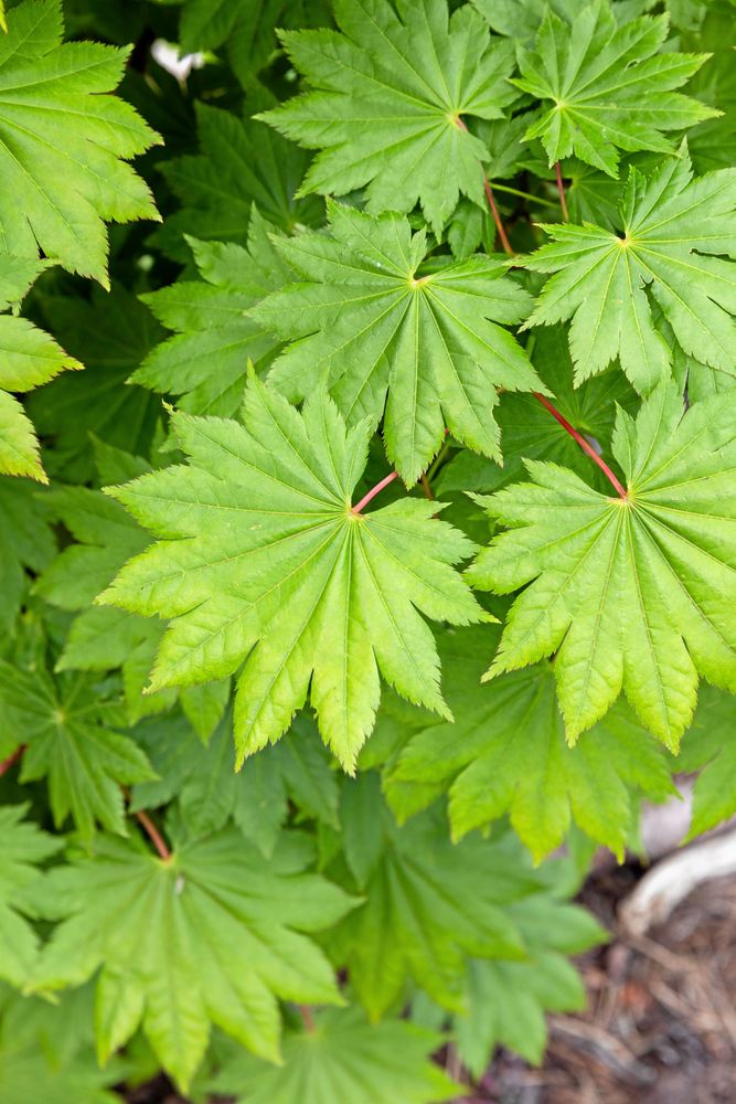 Den japanska gyllenlönnen har klarat många hårda, västliga vindar sedan Paula och Olle flyttade ut på udden.
