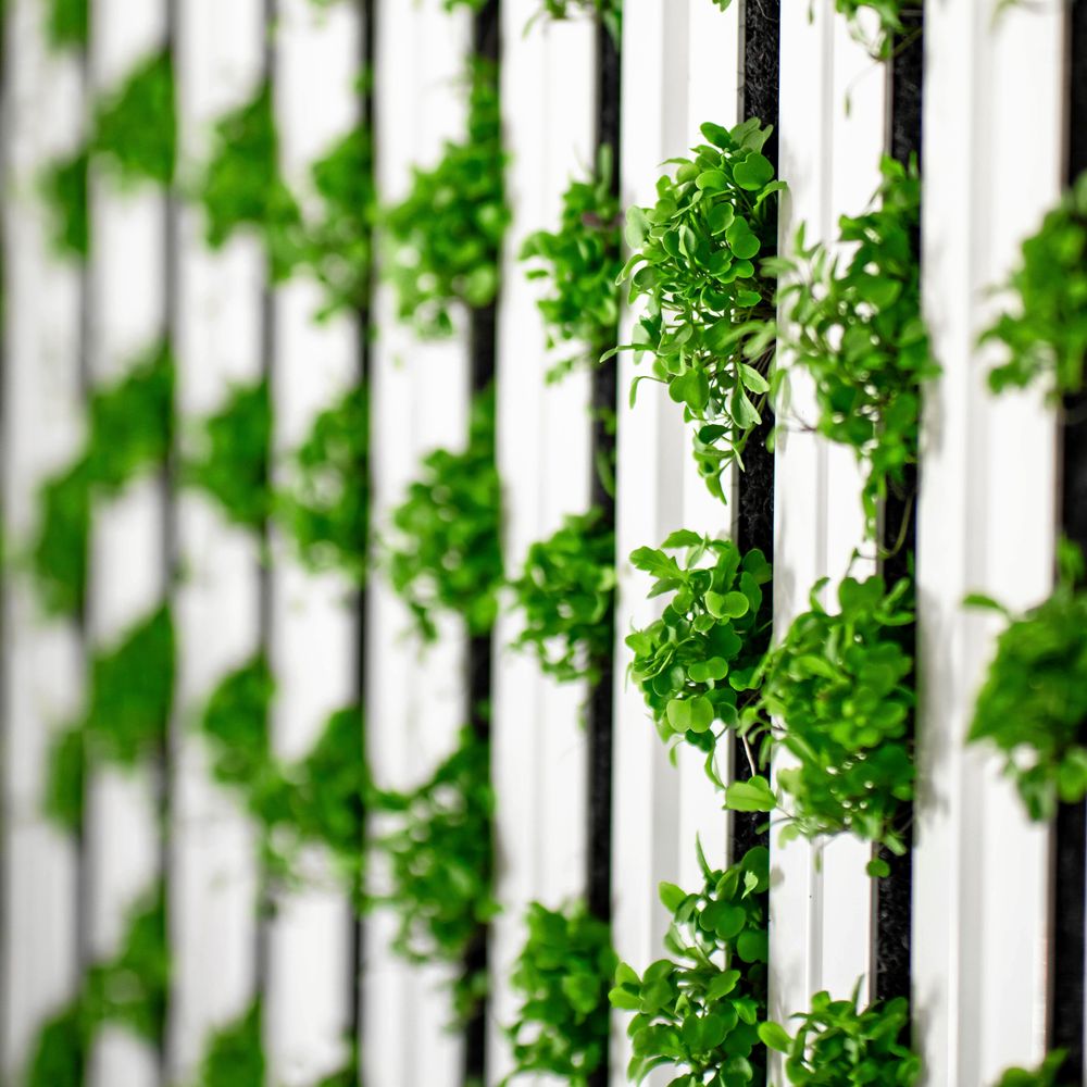 Odling på vägg, är det framtiden?