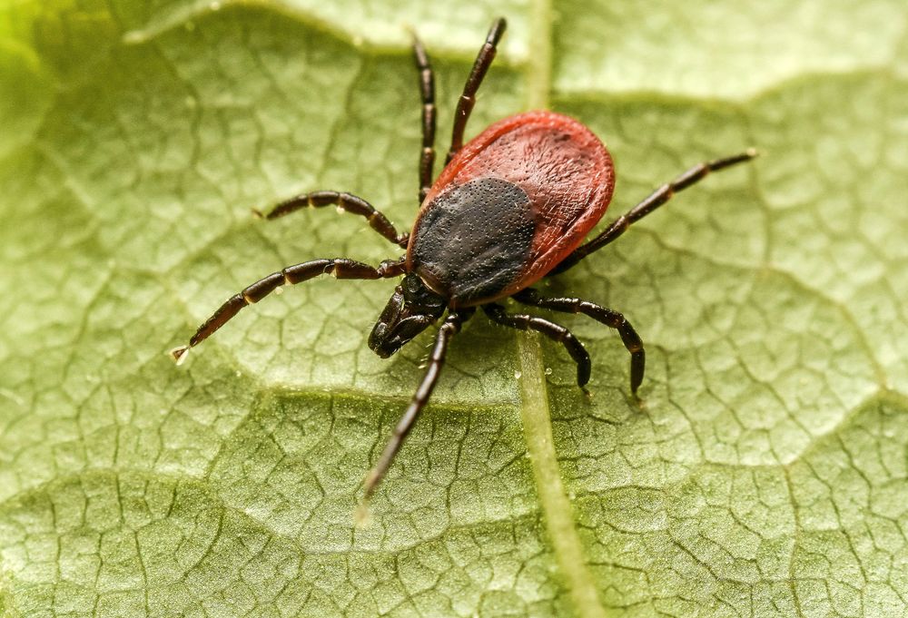 Den här lilla krabatens vetenskapliga namn är men den har i folkmun kallats vanlig fästing och är den som vi människor oftast drabbas av. Nu heter den "vanlig fästing" även officiellt.