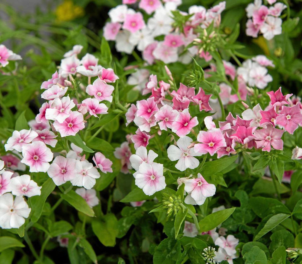 Sommarflox 'Blushing Bride' är ljuv som ett sommarbröllop.