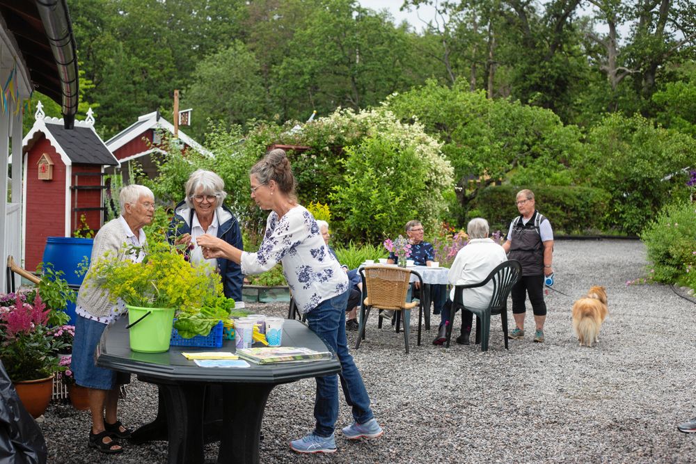 Till Kulbackens koloniområde i Västervik kom många besökare.