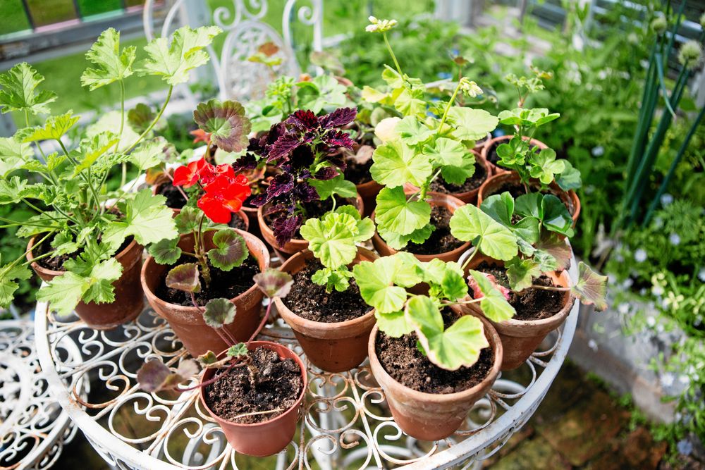 "Tantblommor" som Elisabett kallar sin dotters sticklingar av ovanliga begonior och palettblad, som drivs upp i växthuset.