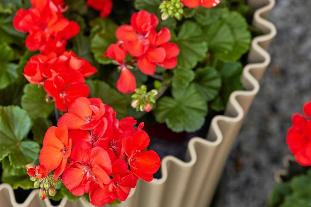 Mångsidig. Pelargonen funkar på många olika sätt.