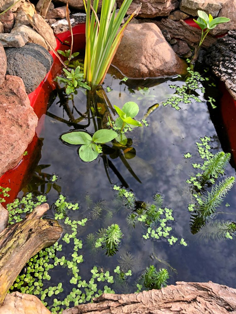 Även en liten vattenspegel gör skillnad. Här i form av en nergrävd plastbalja.