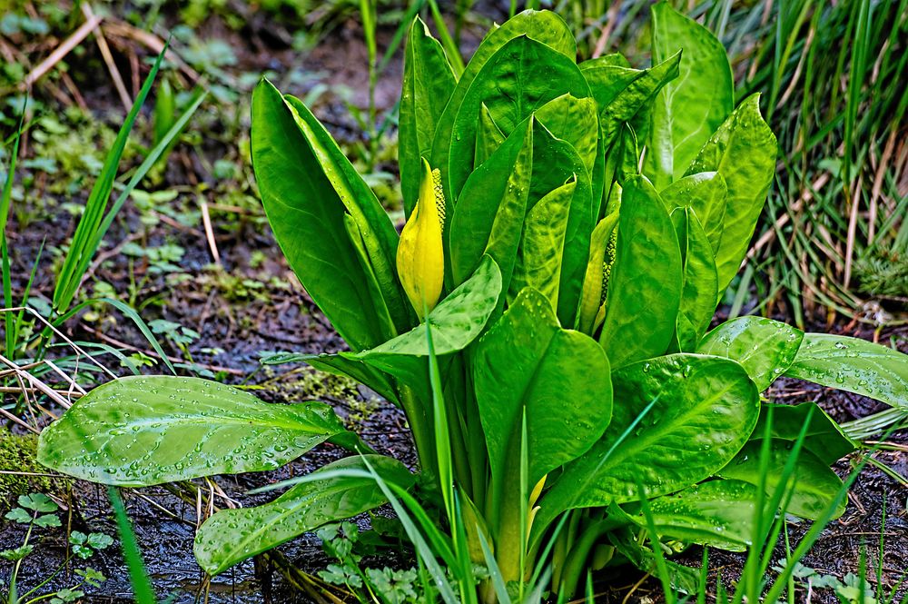 Gul skunkkalla bekämpas i våtmarker.,