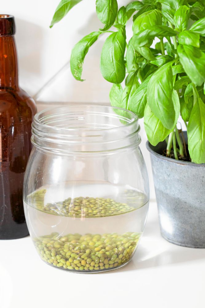 Blötlägg fröna, små frön 8 - 10 timmar, stora frön 1 dygn.