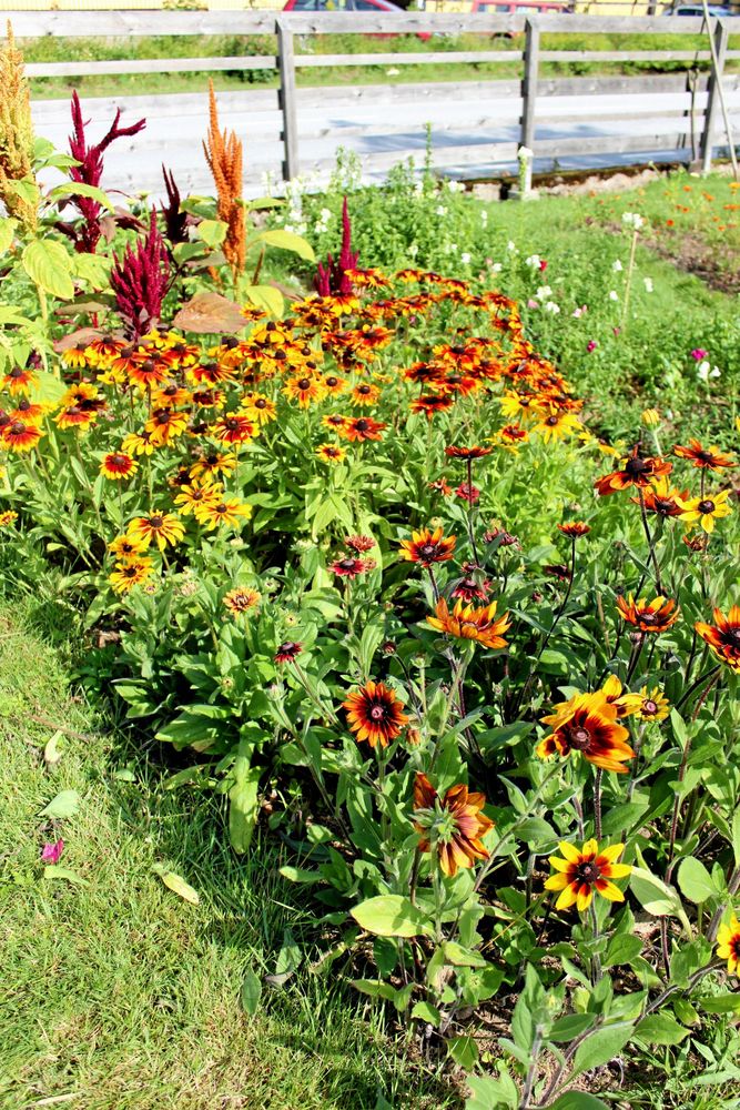 Totalt har Frida mellan 15-20 olika blomsorter i sina bäddar. På bilden syns rudbeckia en masse och amaranth.