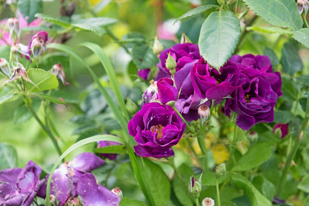 Mörk favorit. Johanna har börjat samla på rosor sedan hon började arbeta på handelsträdgården.