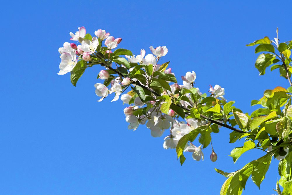 Äppelblom. Ympad gren i blomsterskrud.