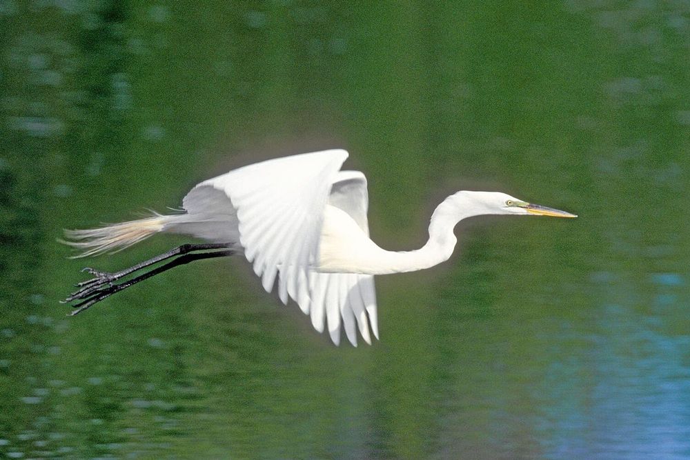 Det ståtliga ägretthägern är en av de fågelarter som nyligen etablerats sig i Sverige.