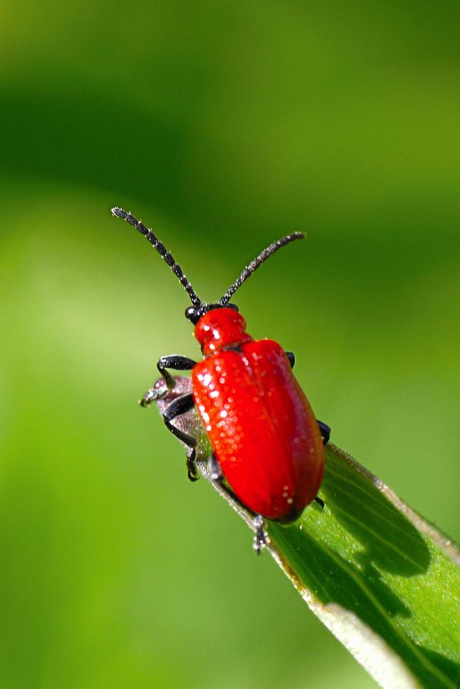 Liljebaggen är ett exempel på djur som varnar med rött. Andra exempel är riddarbagge, bastardvärmare och strimlus.