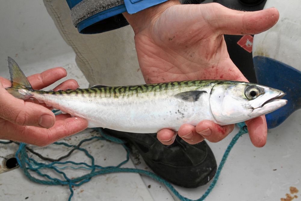 KÄMPAR HÅRT. Makrillen tillhör tonfiskarna och är snabb och ettrig. En fisk av den här storleken gör ordentligt motstånd.