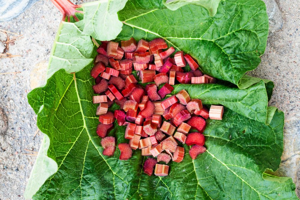 I gårdsbutiken säljs även plantor. Sorten Elmsefur, röd helt igenom ör populär och god i paj, sylt och saft.