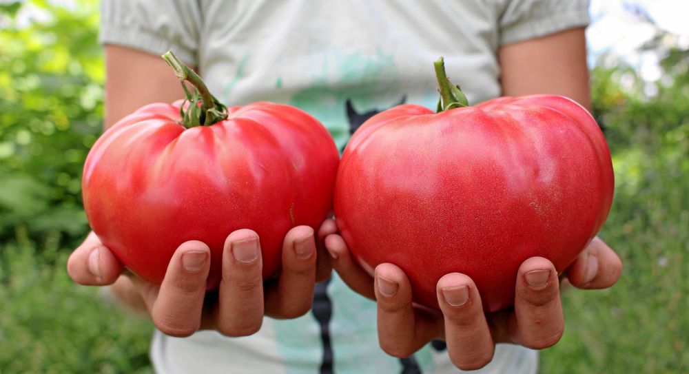 Brandywine, stora bifftomater av en kulturarvssort.