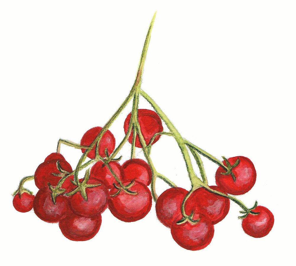 Tomat ’Hundreds & Thousands’ håller barnen sysselsätta.