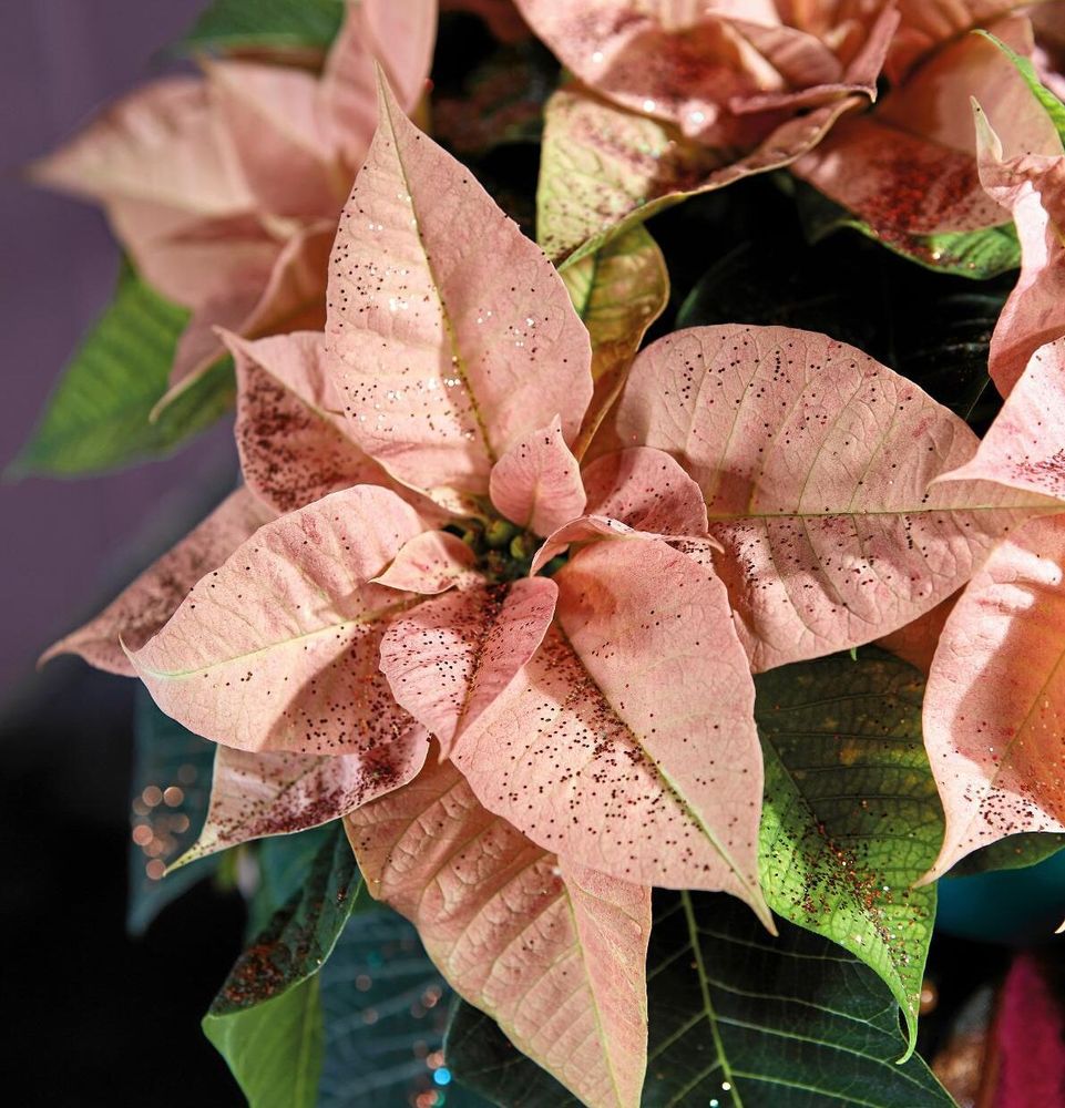 Den milt rosa 'Opulence', här med några korn glitter på.