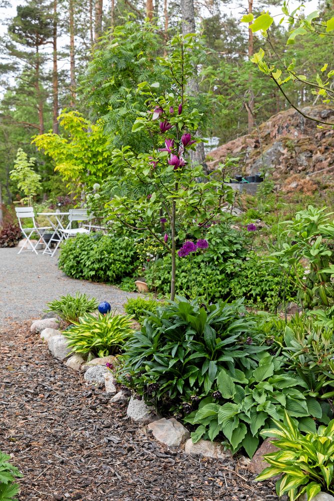 Alliumbollarna speglar färgen hos den mörka magnolian 'First Love' x 'Genie' i woodlandets dunkel.